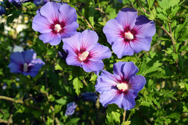 1000 BULK Mixed Colors ROSE Of SHARON HIBISCUS Syriacus Flower Tree Shrub Seeds